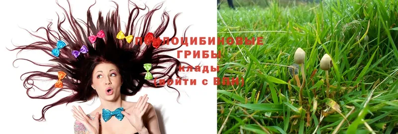 Псилоцибиновые грибы Psilocybe  блэк спрут ТОР  Великие Луки 